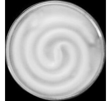 ECOLA T53W13ECB Tablet 13W/GX53/2700K