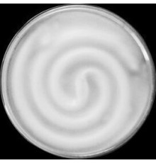 ECOLA T53W13ECB Tablet 13W/GX53/2700K